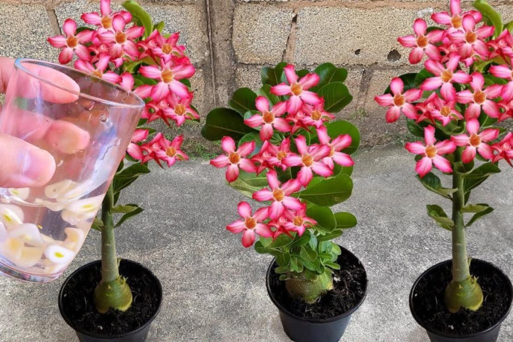 Receita de Adubo Caseiro para Rosa do Deserto: Simples, Eficaz e Natural