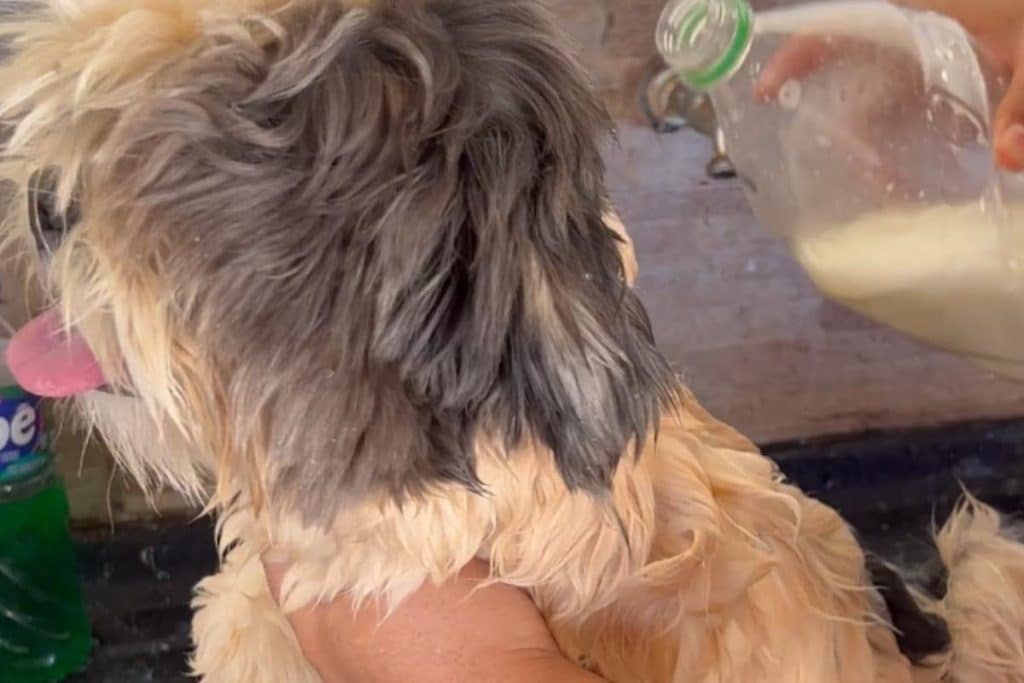 Descubra como eliminar pulgas e carrapatos do seu animal de estimação sem sair de casa