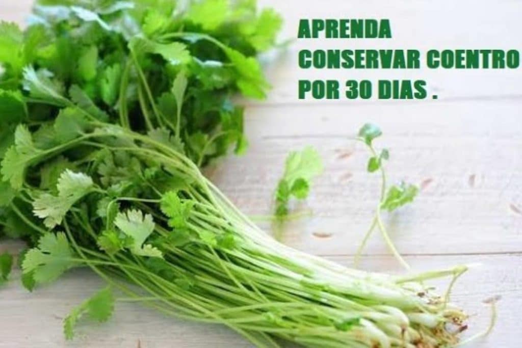 Truques para manter o coentro fresco na geladeira por mais tempo