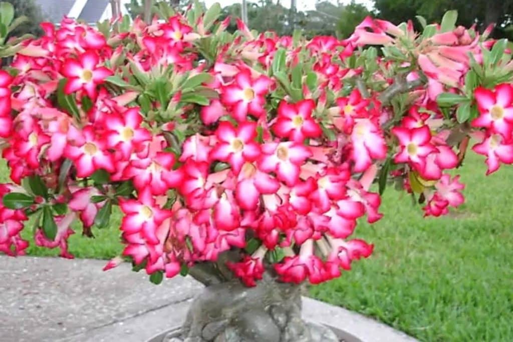 Seu jardim vai ter flores todos os dias do ano