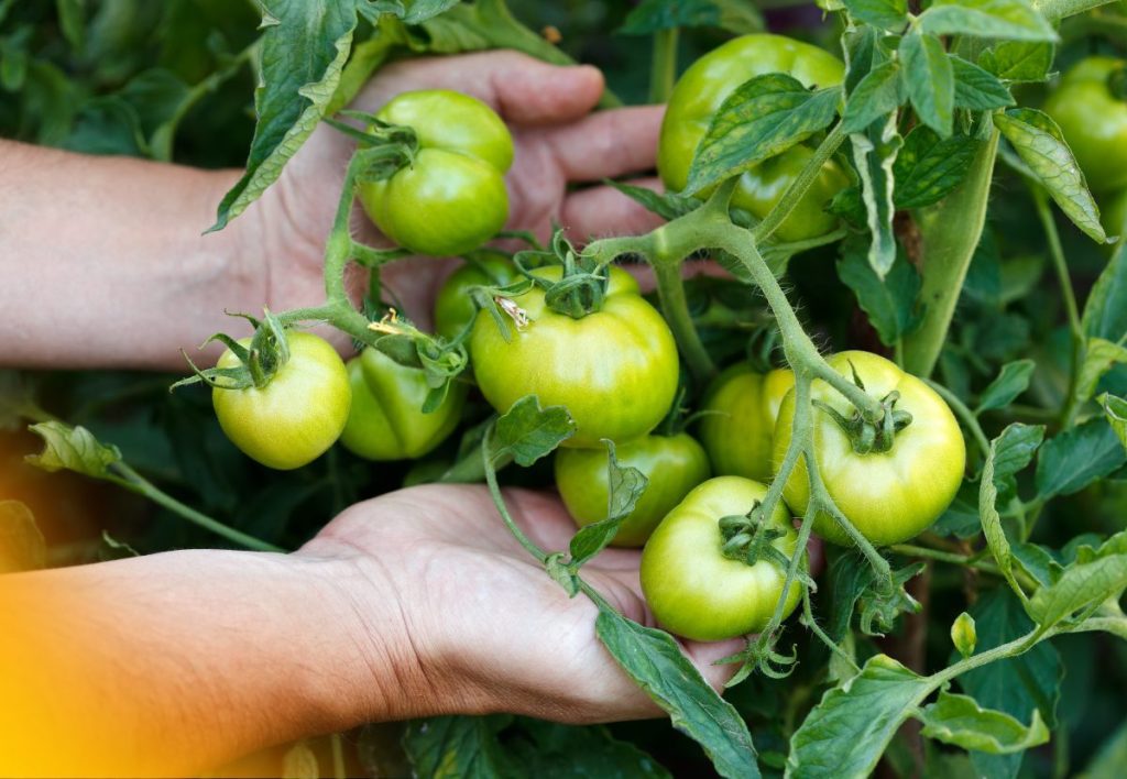 Tomate Verde
