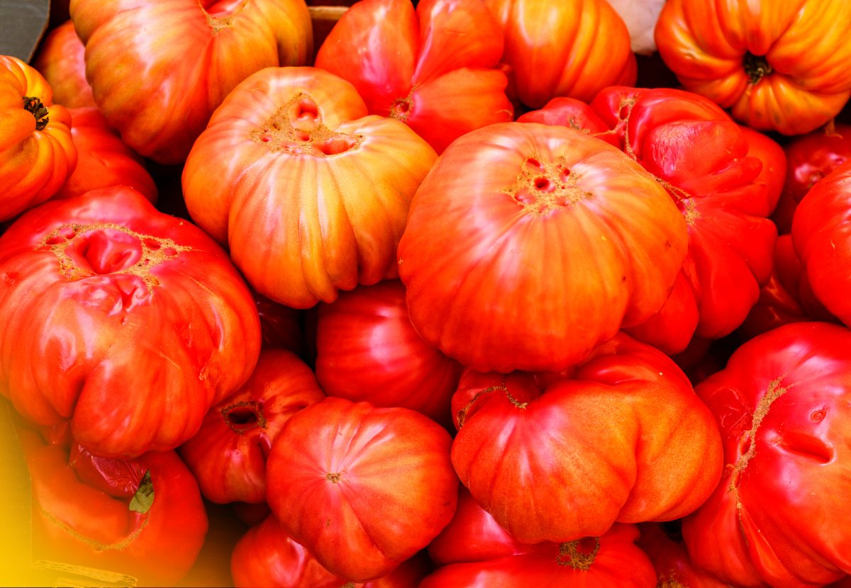 Tomate Oxheart