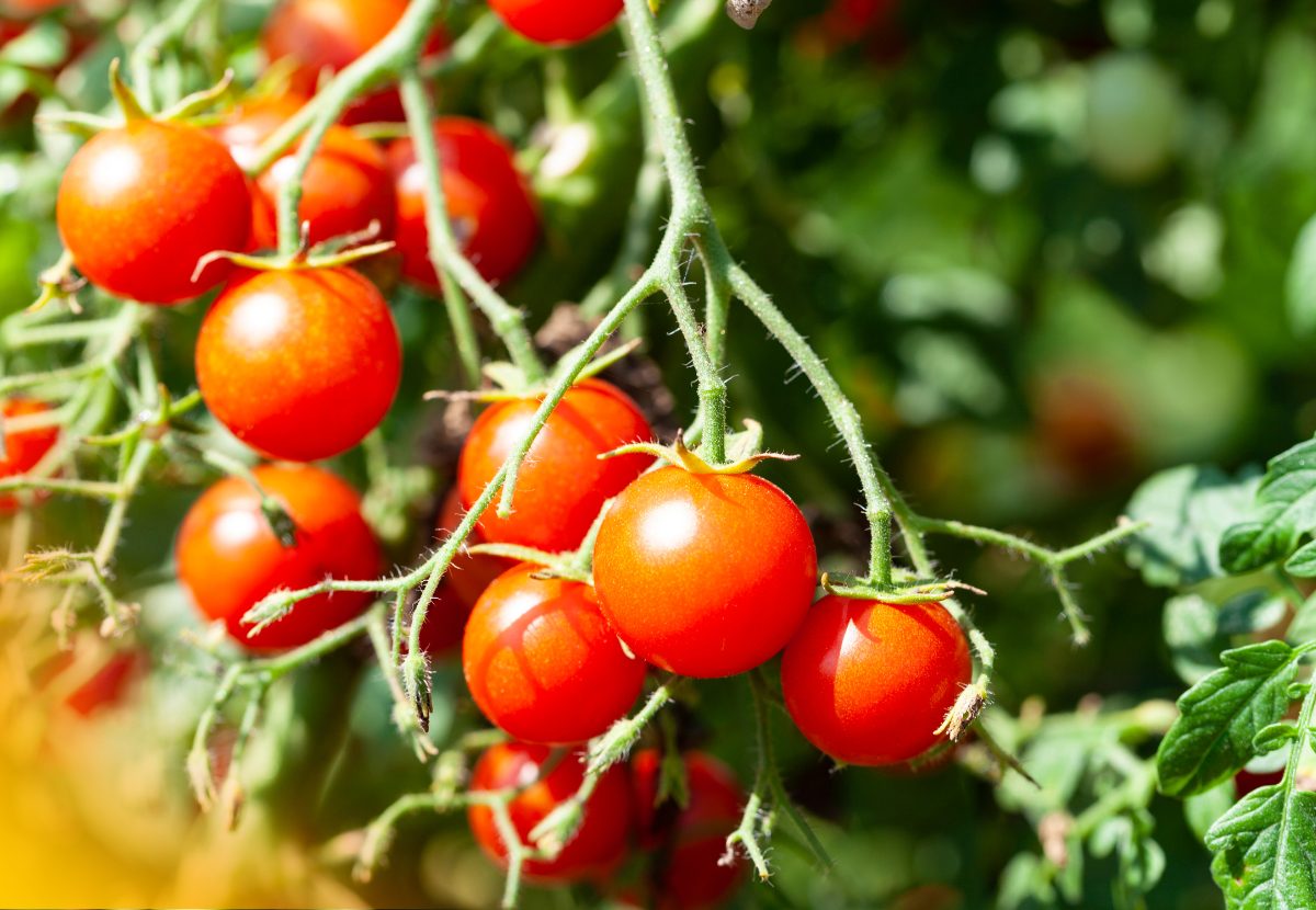 Tomate Cherry