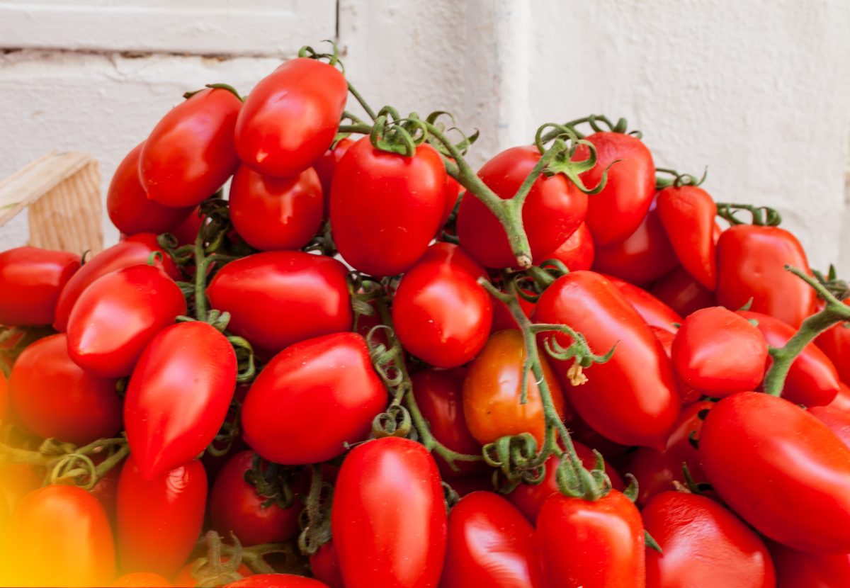Tomate San Marzano