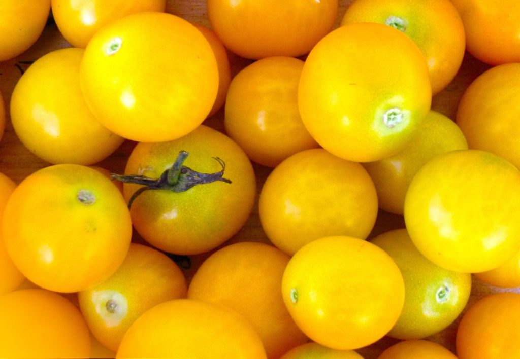 Tomate Amarelo