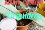 Novo fenomeno nas plantas explosao de flores em vasos